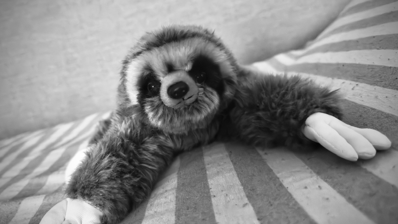 Okładka: Leniwce, Humbaki i Słonie